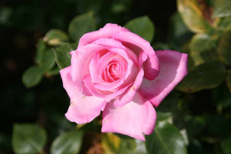 Nieuw-Zeeland 2011 - 2153